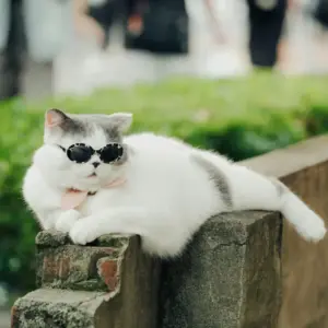 White and grey cat wearing black round sunglasses outdoors