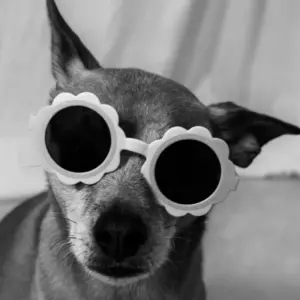 Small dog wearing white flower-shaped open-frame sunglasses